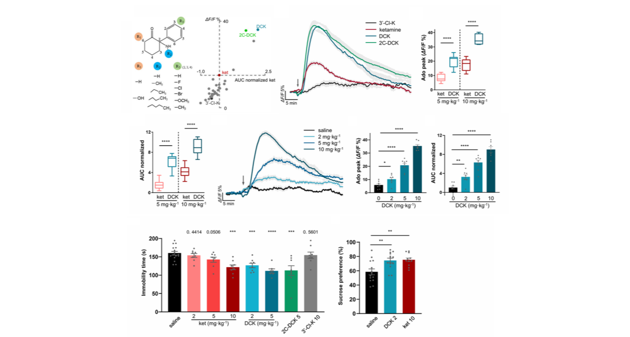 长春应化所在快速抗抑郁药物开发方面取得突破性进展